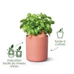 bouncy basil leaf green